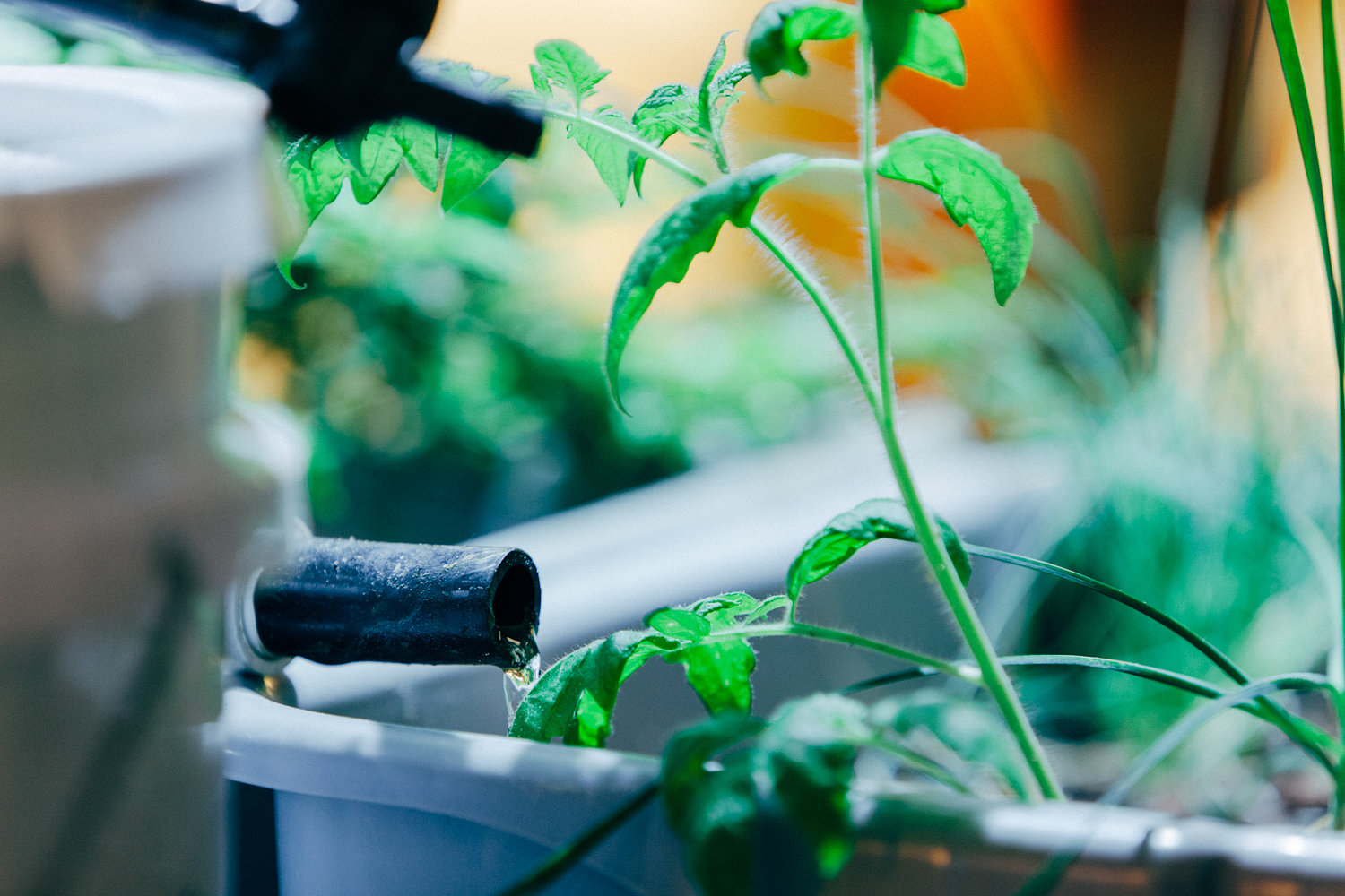 Water filtration system, dripping water to feed tomato plants.