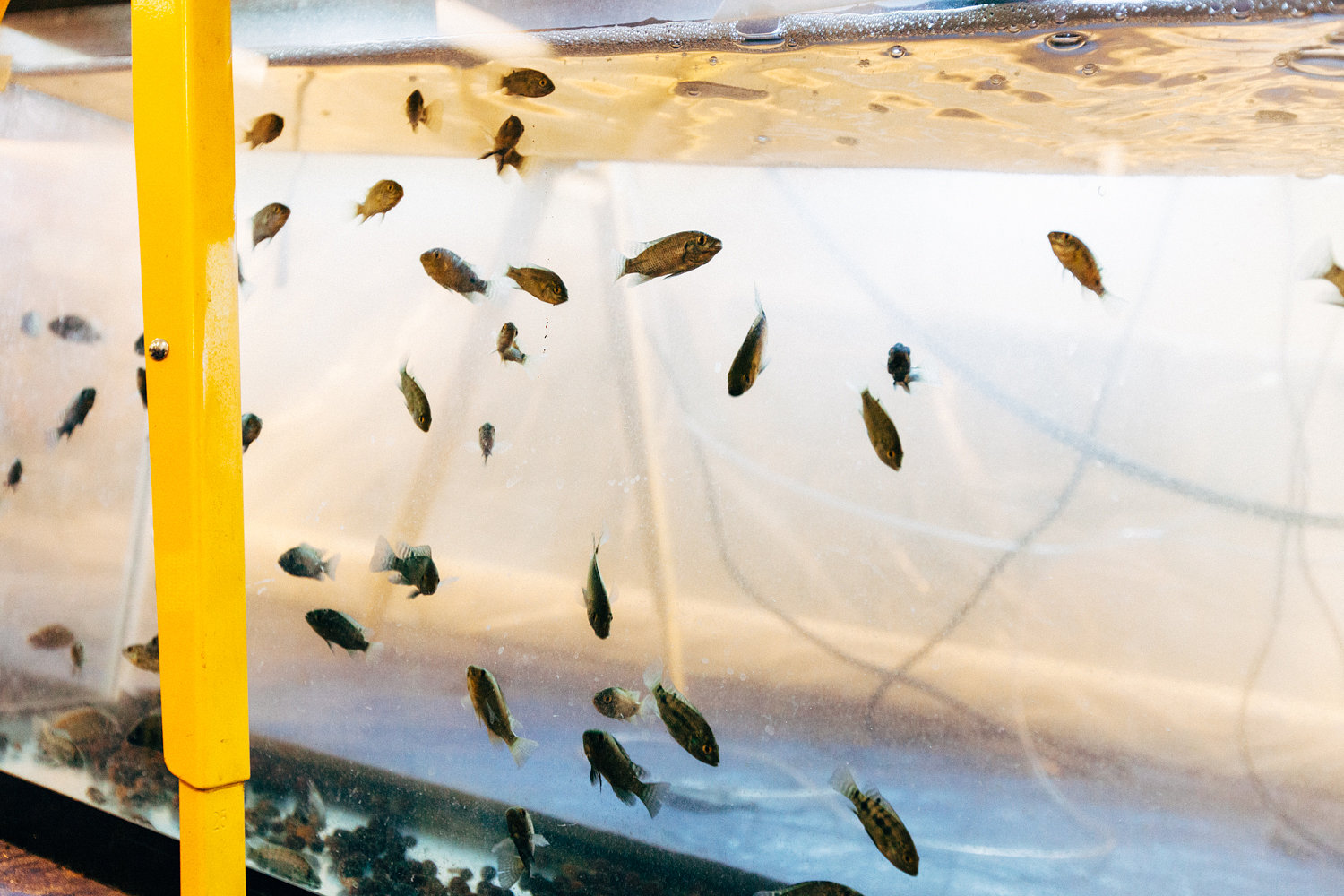 School of fish in Spark-Y's tank.