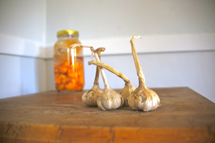 Garlic awaiting a new purpose.