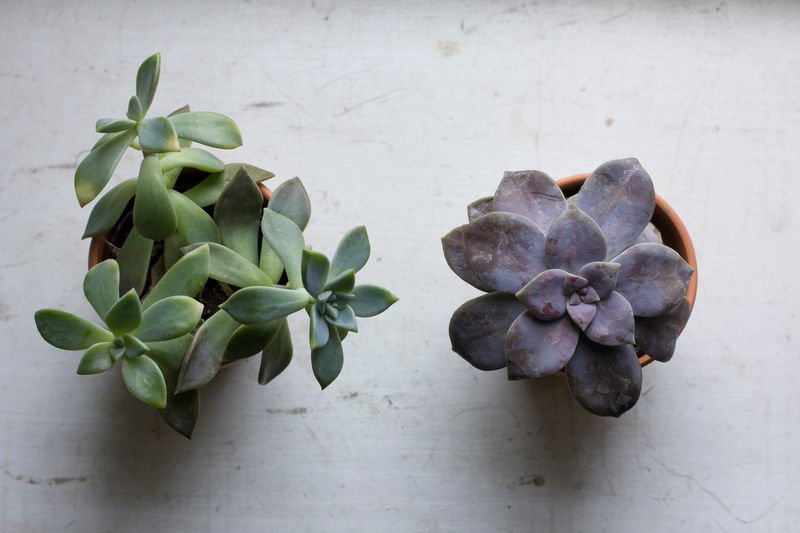 Sedum Praeltum Cristata + Echeveria Chroma
