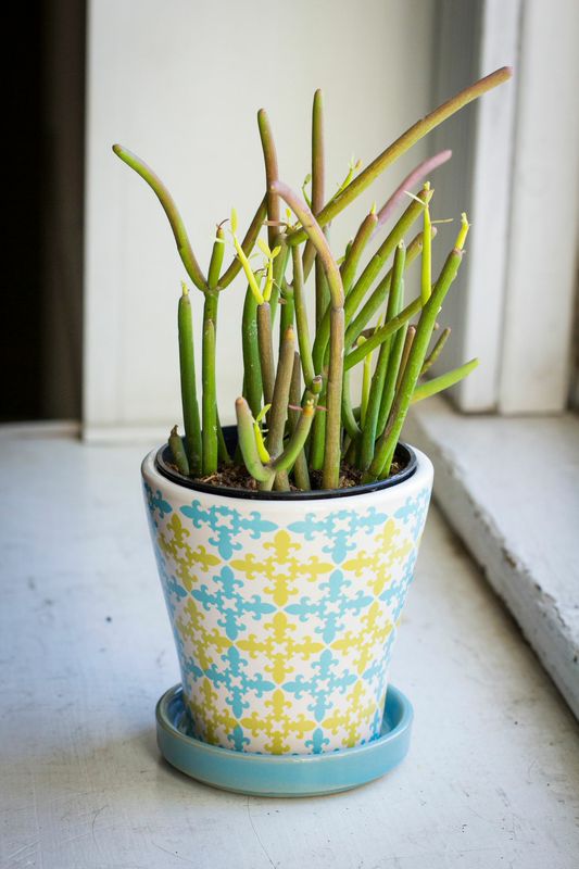 Fire Sticks Succulent