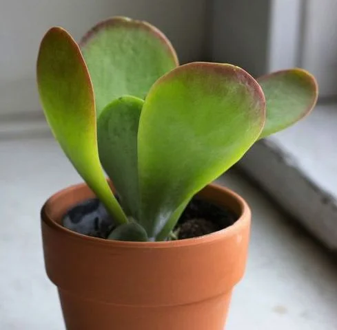 Kalanchoe flapjack