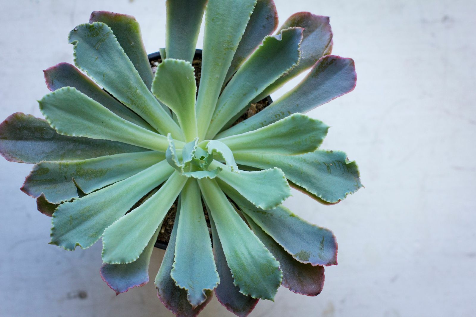 Echeveria Neon Breakers