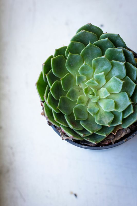 Echeveria Rose