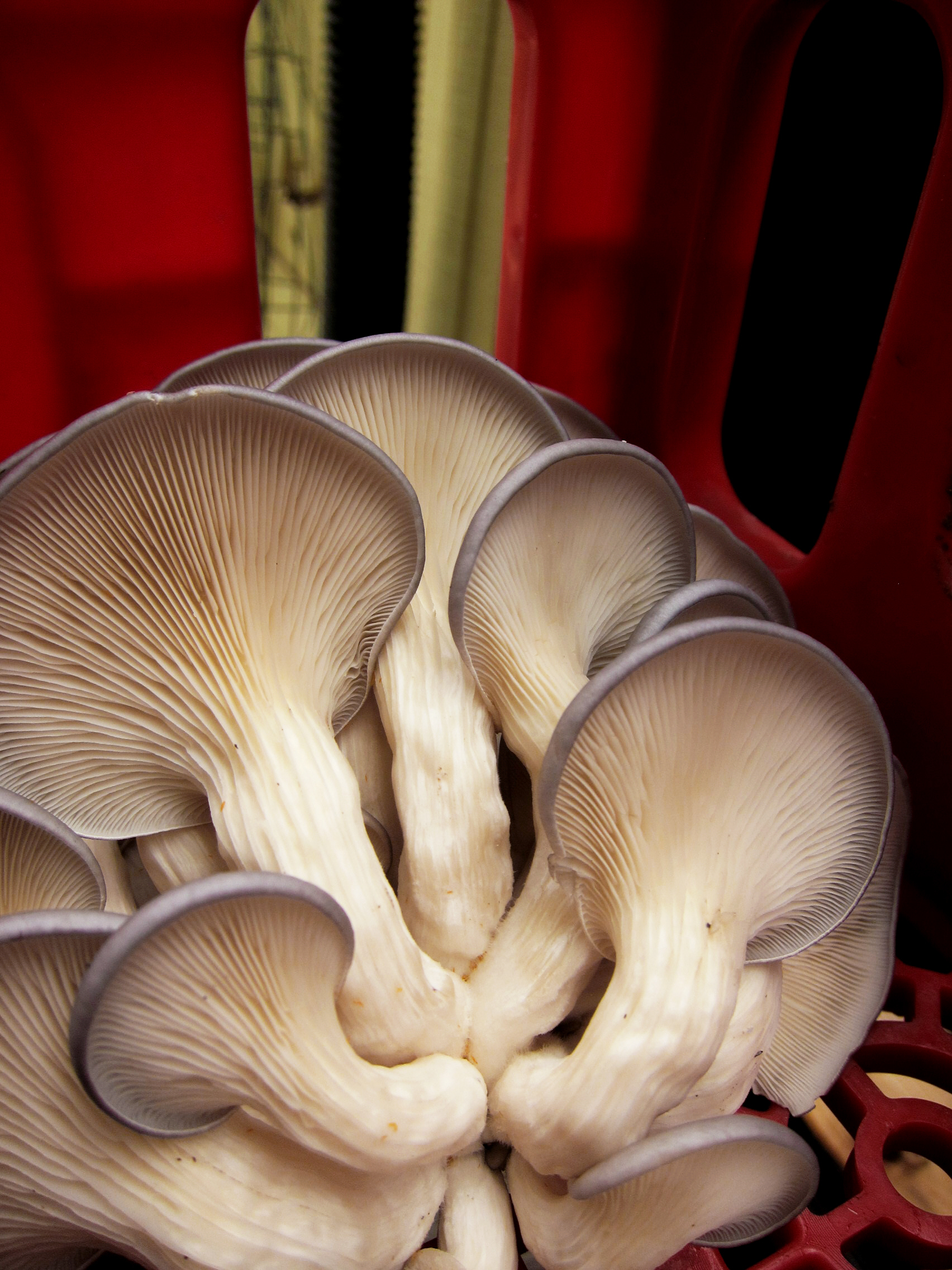 Close up of oyster mushrooms - a hardy, versatile, resilient species. Photo provided by Martin Gordon