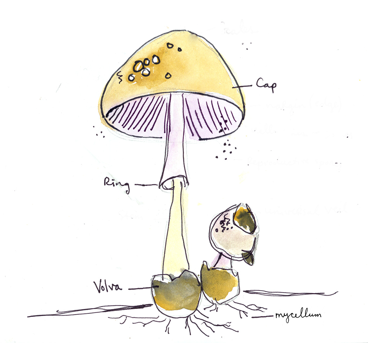 Illustration by Ashley Barlow.