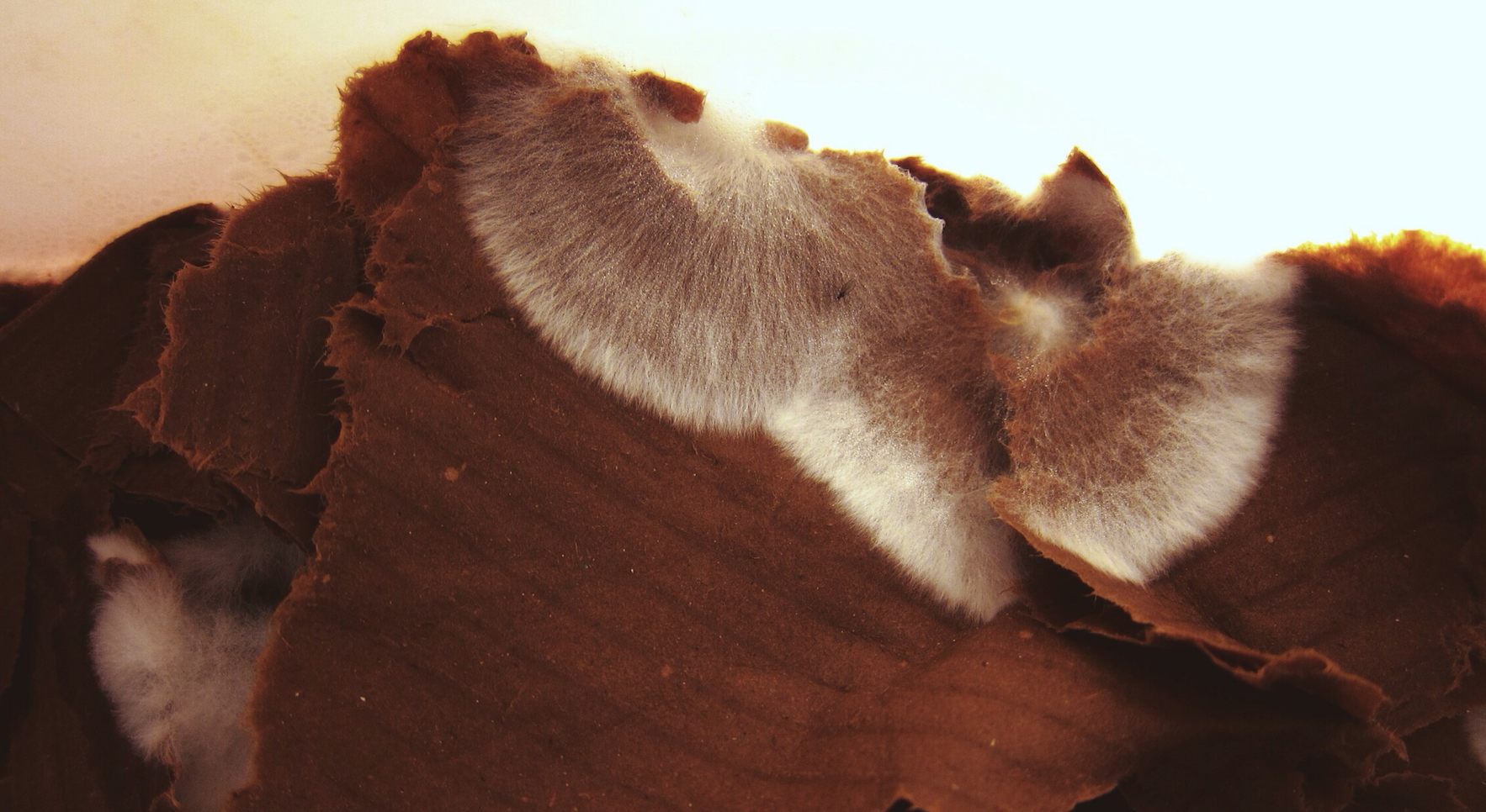 White mycelium running up onto un-colonized cardboard.