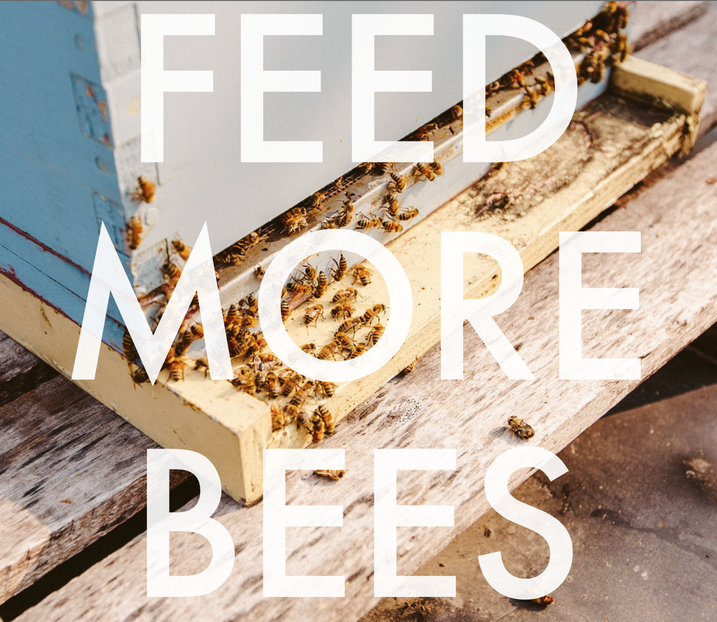 Use the hashtag #feedmorebees to have your favorite pollinator friendly plants added to our guide!