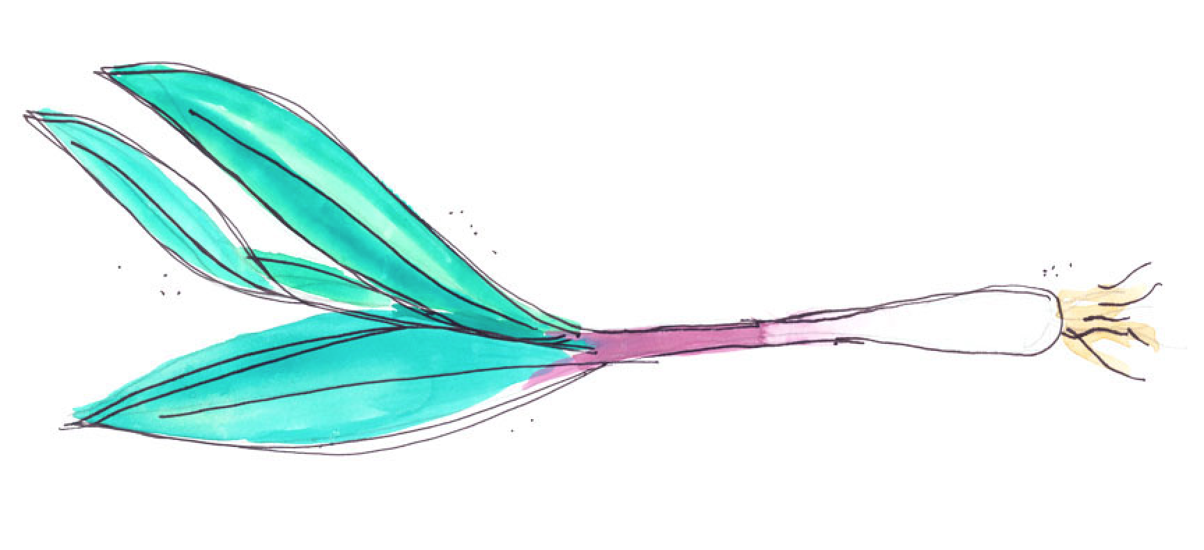 Ramps can be identified by 2-3 thin smooth leafs and a burgundy stem.