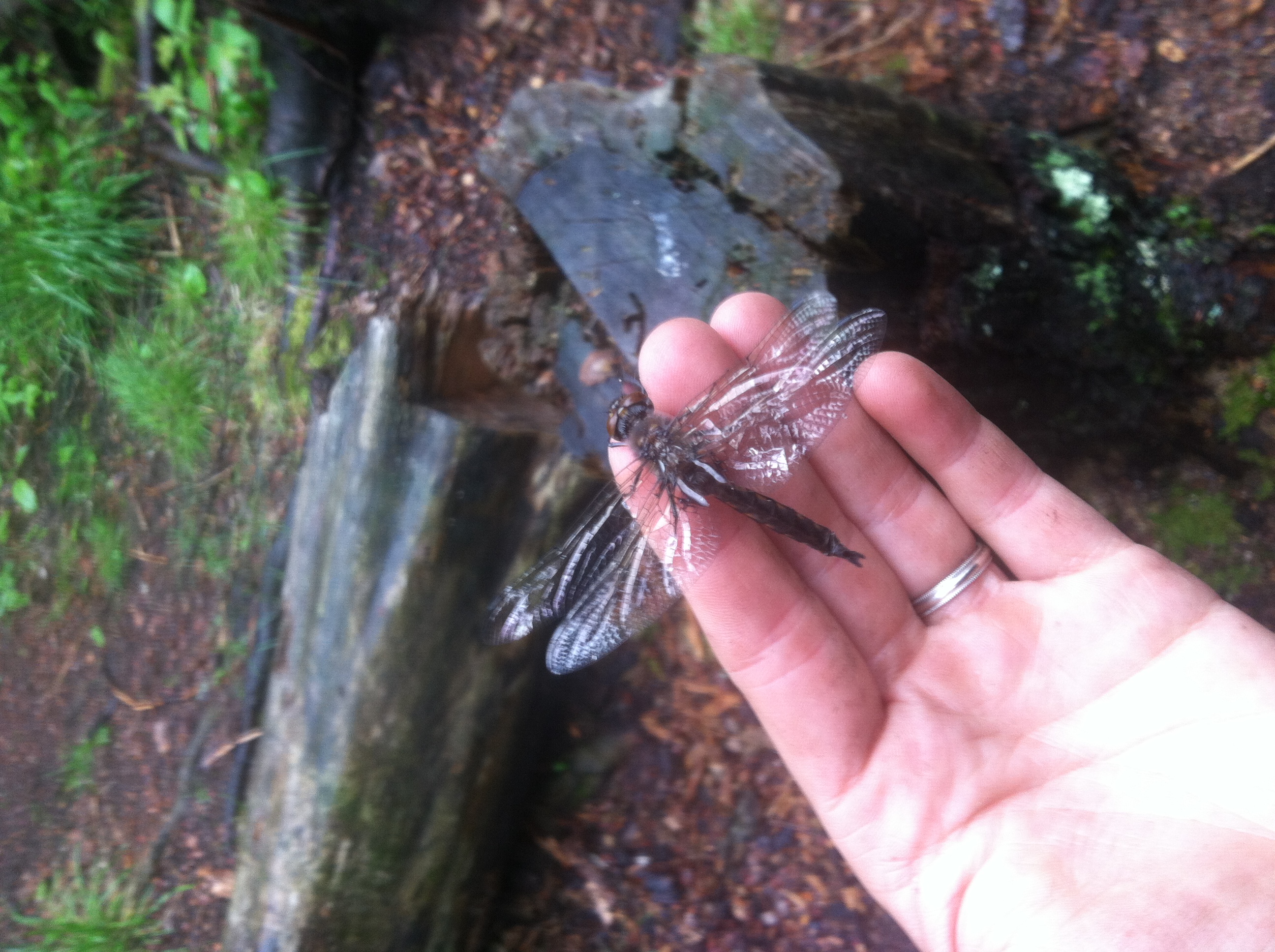 brand new baby dragonfly