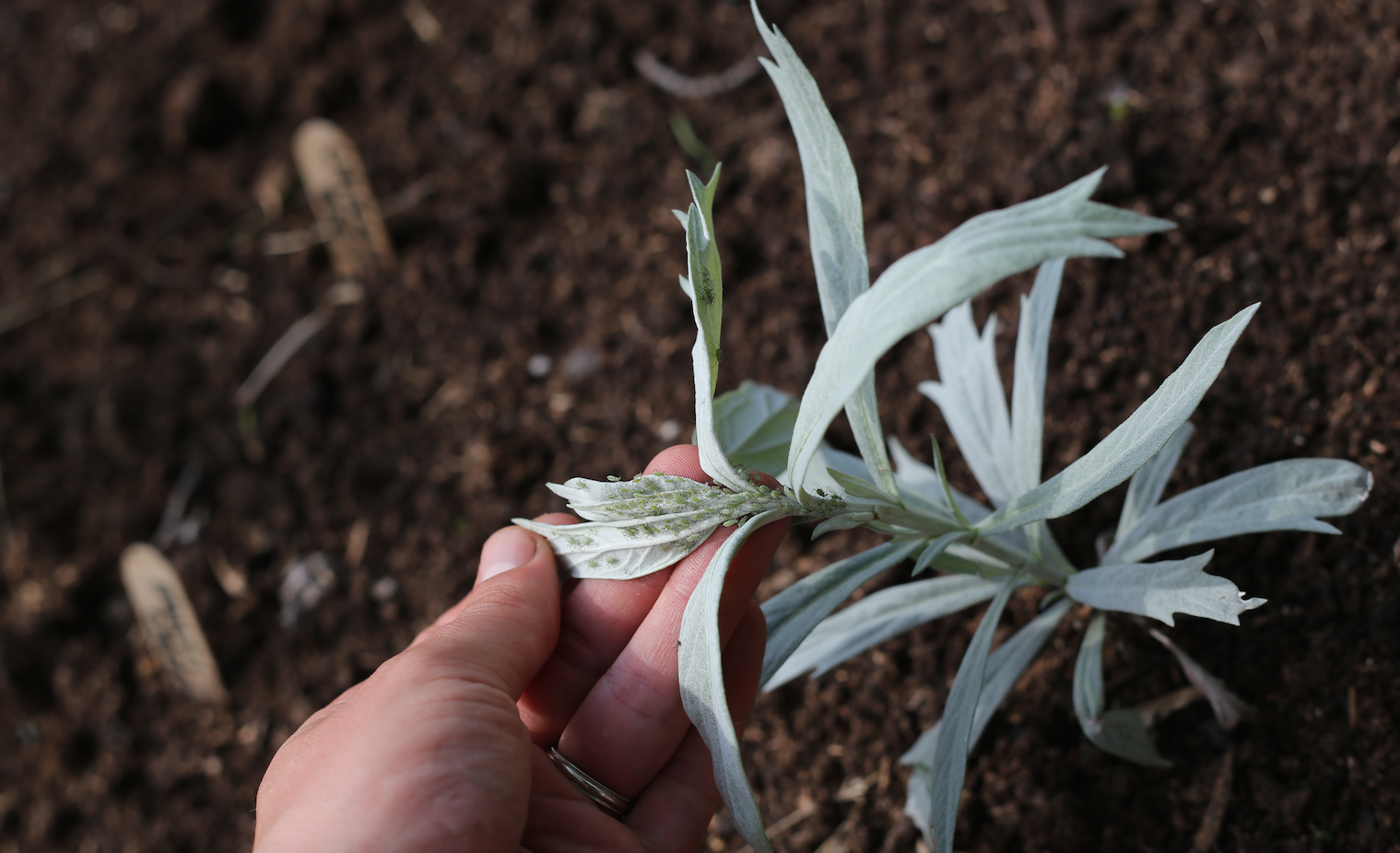 Aphids eating a sage plant