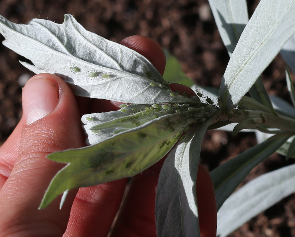 One type of aphid infestation.
