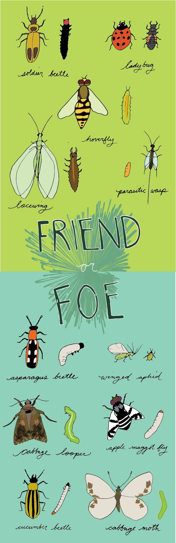 Original Illustration Provided by Rachel Rolseth