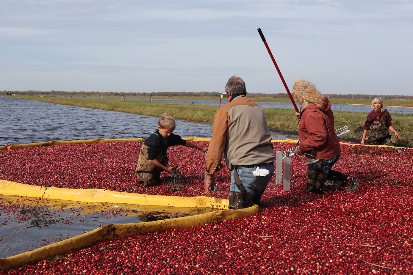 Everyone puts on waders as they climb into the corralled berries which are sucked into a large vacuum looking thing and up a tube where they the berries and the water are separated