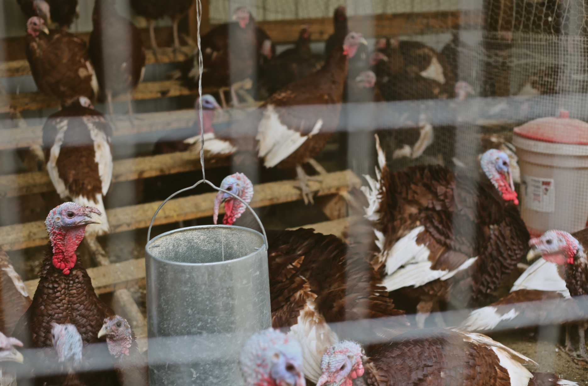 99% of all turkeys raised in the Midwest are the “Broad-Breasted White” variety, sometimes also called the “Large White.” These birds are raised in confinement in extremely crowded conditions on factory farms. The birds have little resemblance to those found in a more natural pasture setting like these Bourbon Reds.
