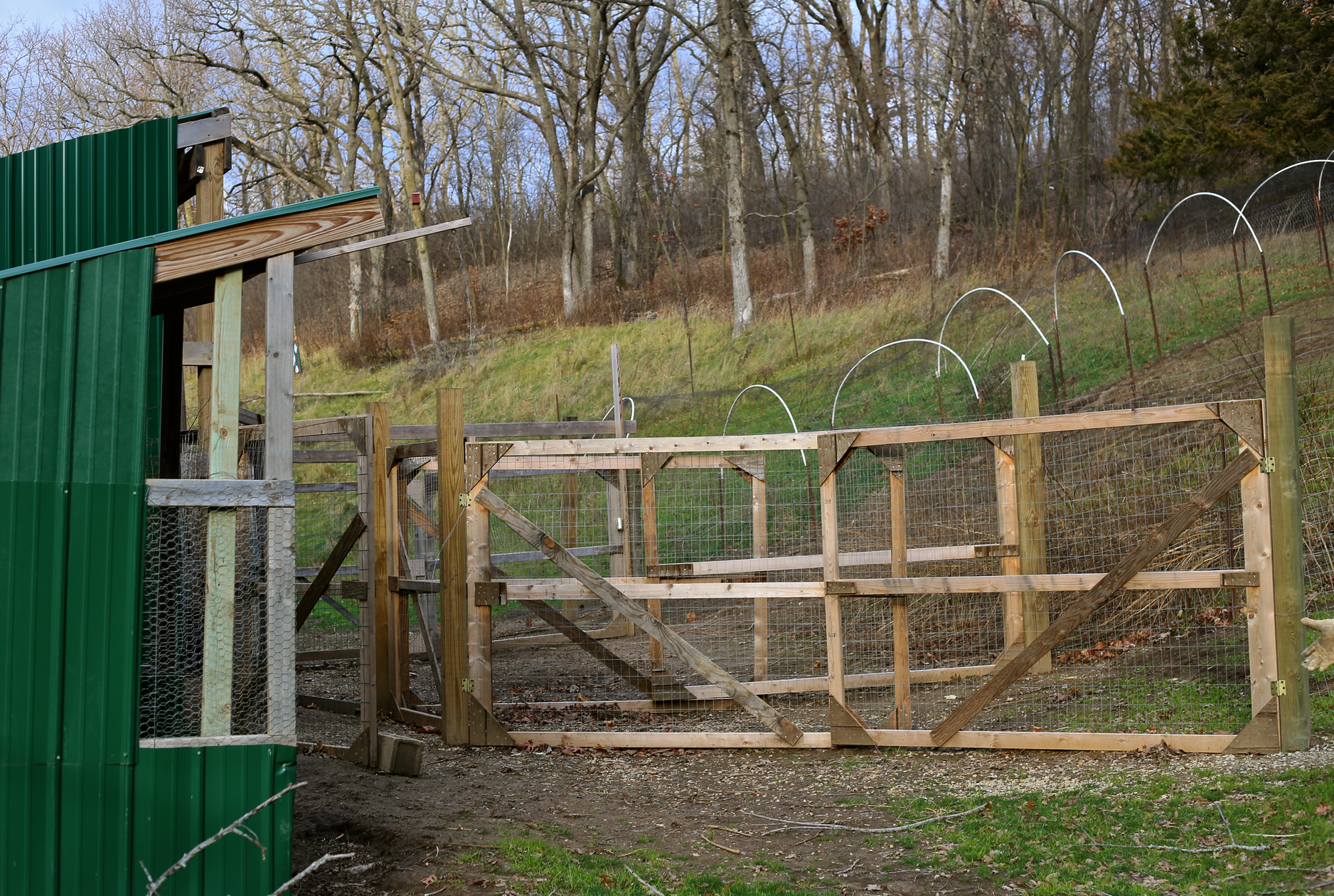 The pasture allows the turkeys to roam and forage, increasing muscle while maintaining a happier flock. 99.5% of turkeys raised in Minnesota are not pasture raised, you can change this by supporting small heritage breed farmers. 