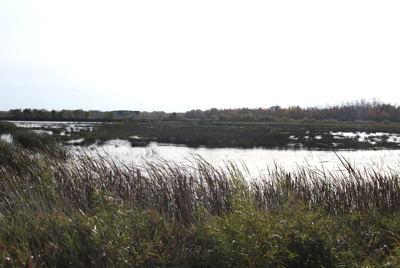 There vast surrounding wetlands help provide water to flood and irrigate the cranberry & wild rice crops, year round in addition to providing habitat for swans, geese, bears, wolves, etc. 