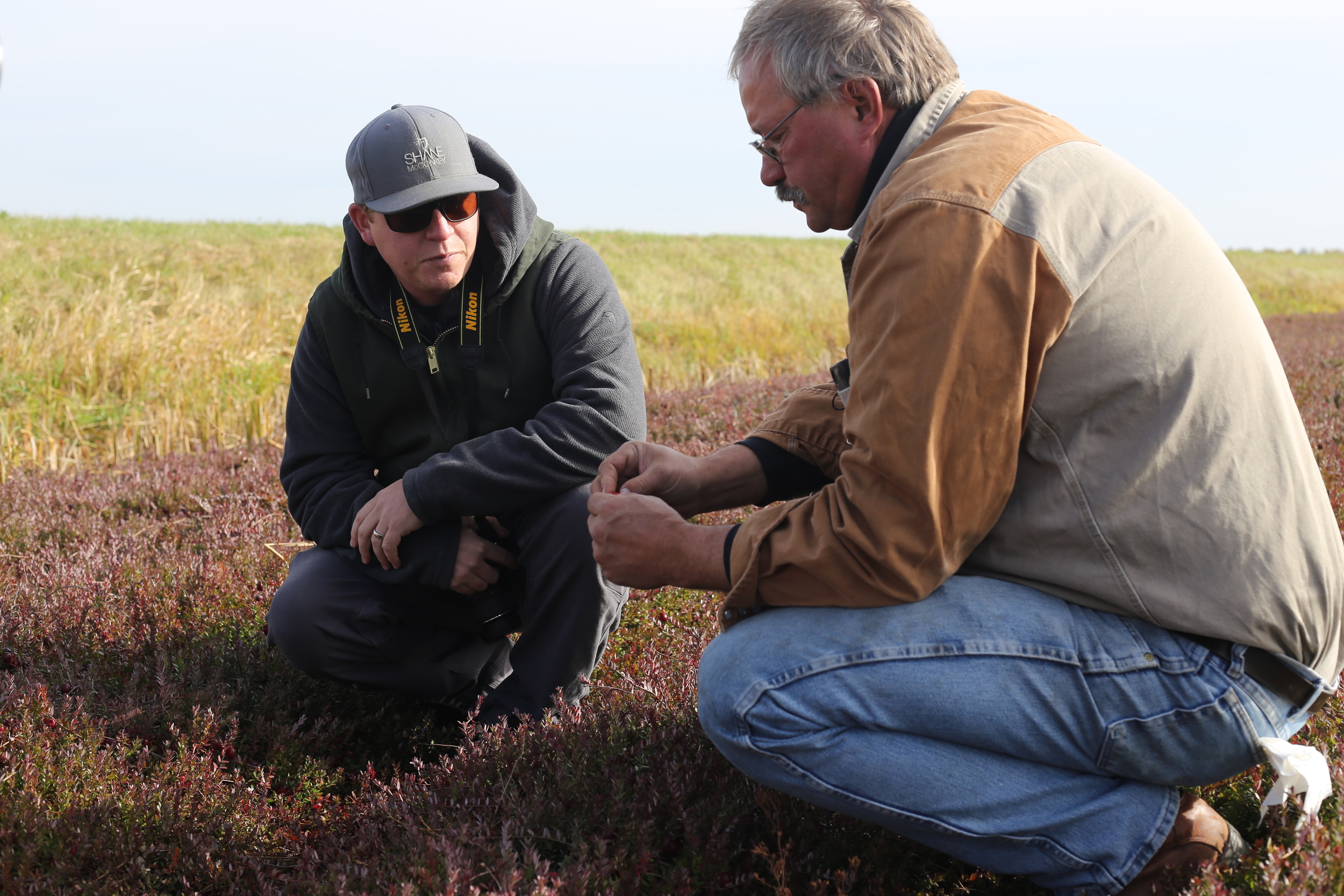 Derrick with Randy, checking out the cranberry vines before the fields are flooded