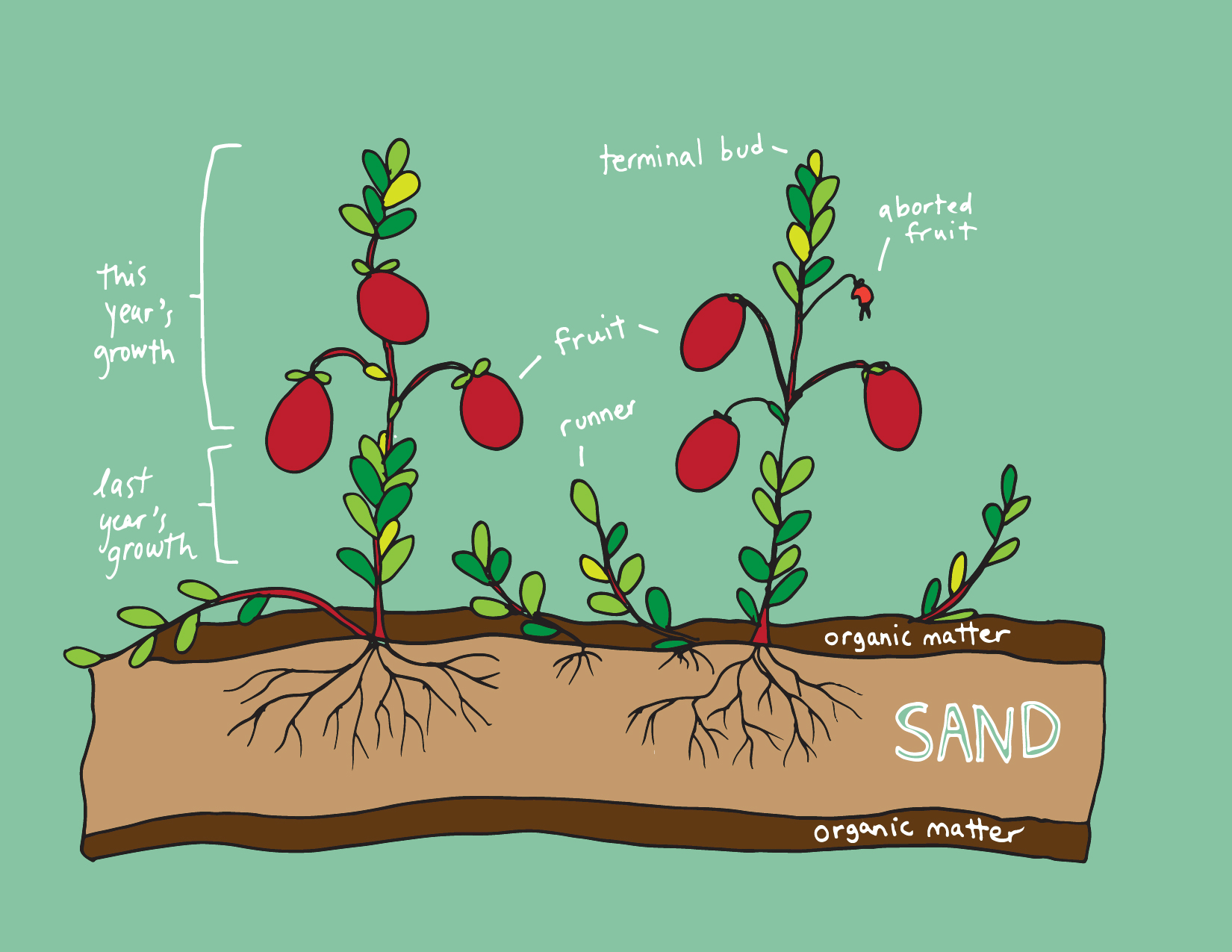 Anatomy of the Cranberry plant. Illustration by Rachel Rolseth . 