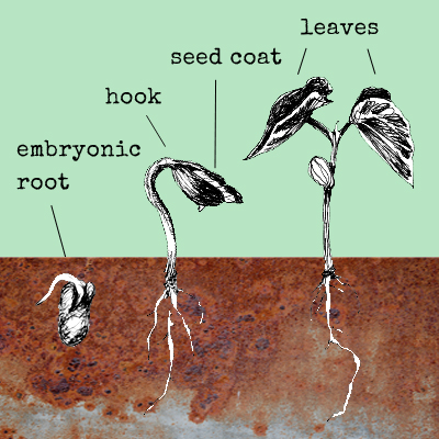 illustration by Rachel Rolseth