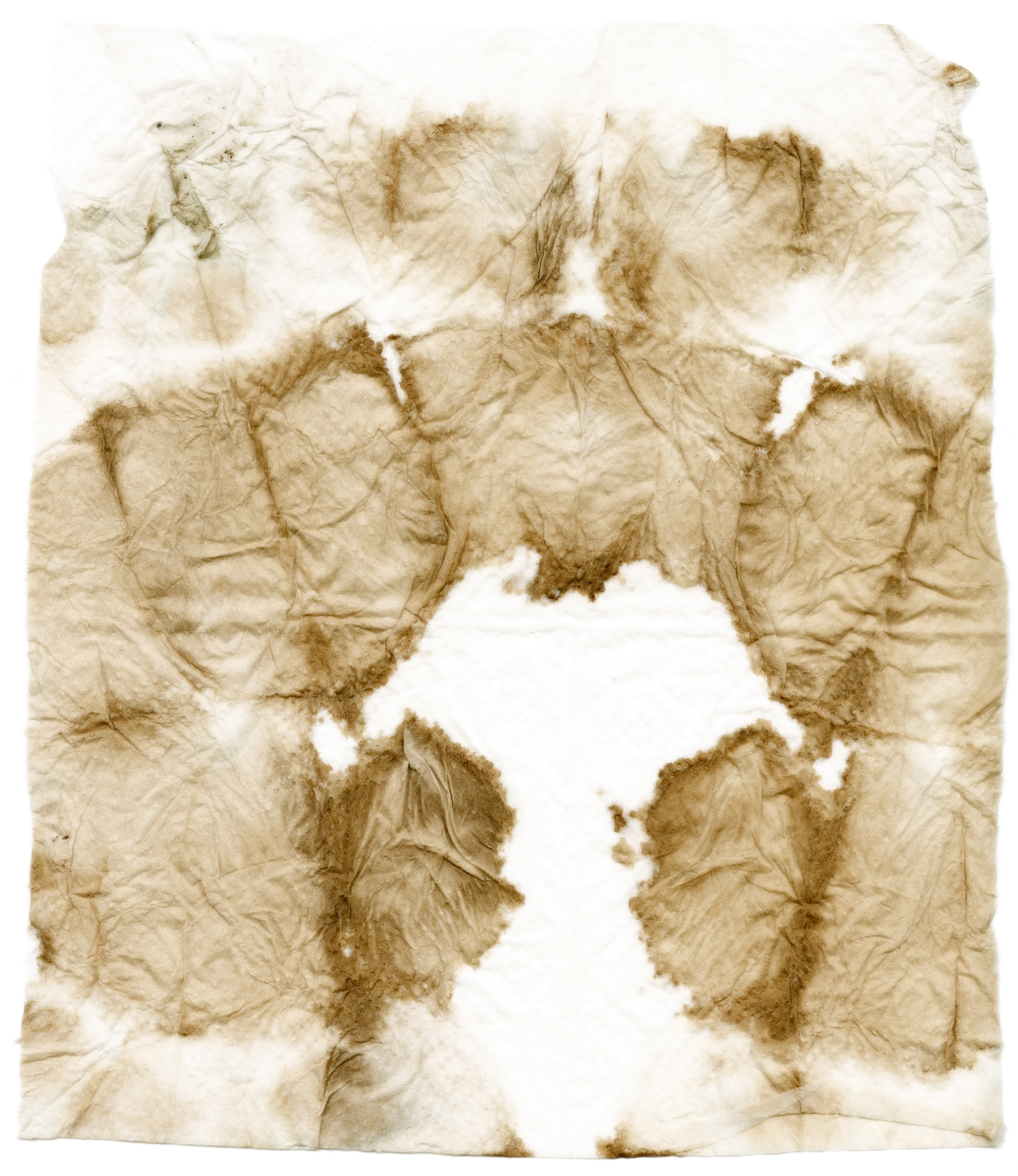blacktea_filter web.jpg