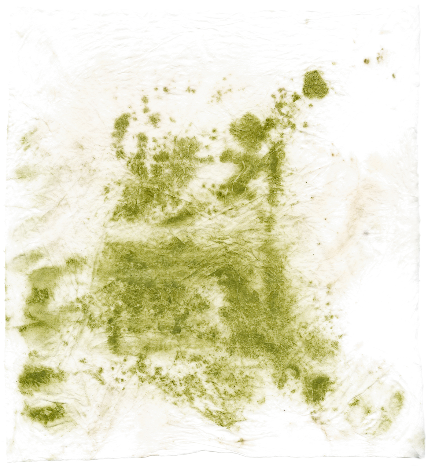 greentea_filter web.jpg