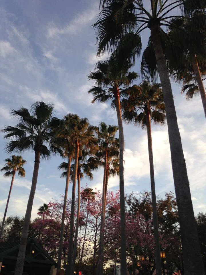 Looking at this picture makes me want to go back to Hollywood Studios. 