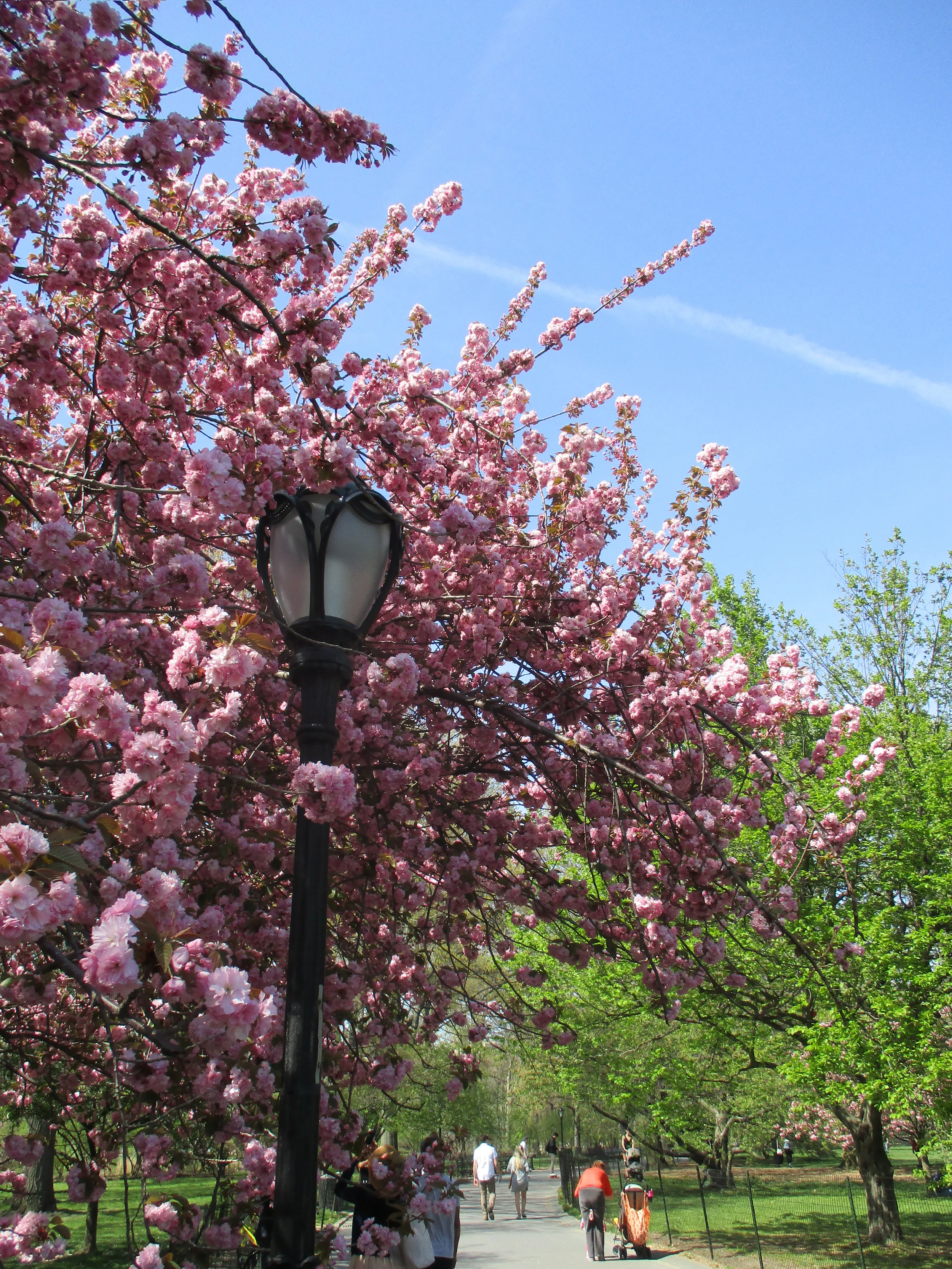 Central Park was so beautiful.