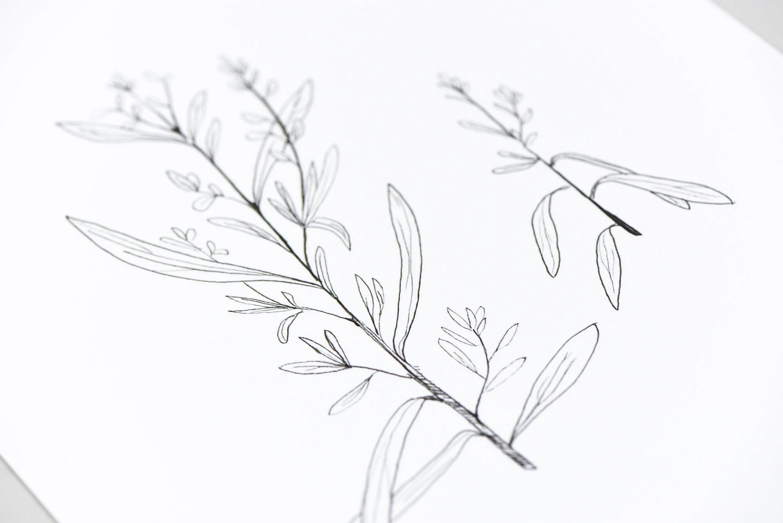 Hannah Isabel Lewis Botanical Art Print Hand Drawn