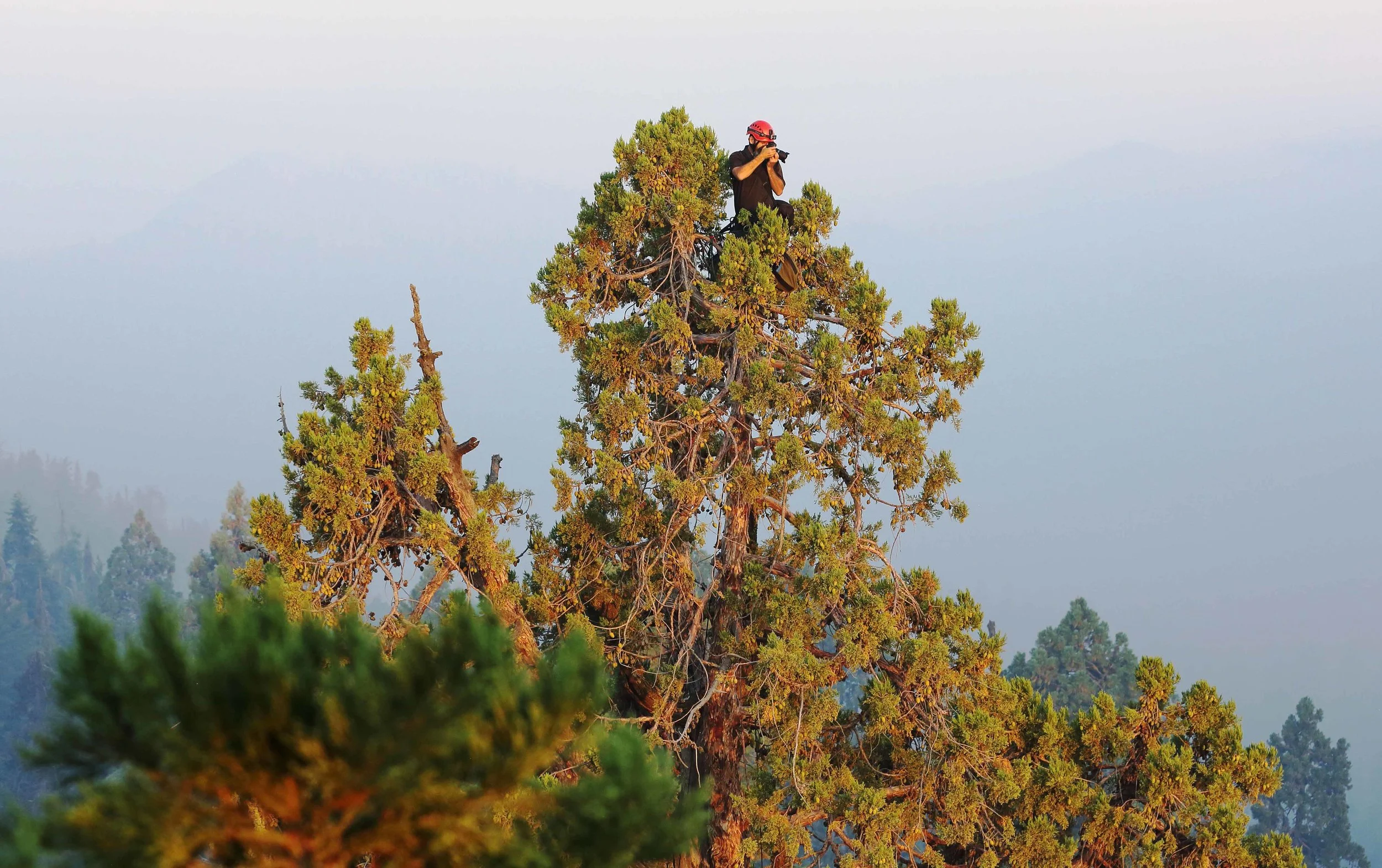 Baxter36Giant Forest 2017_cropped.jpg