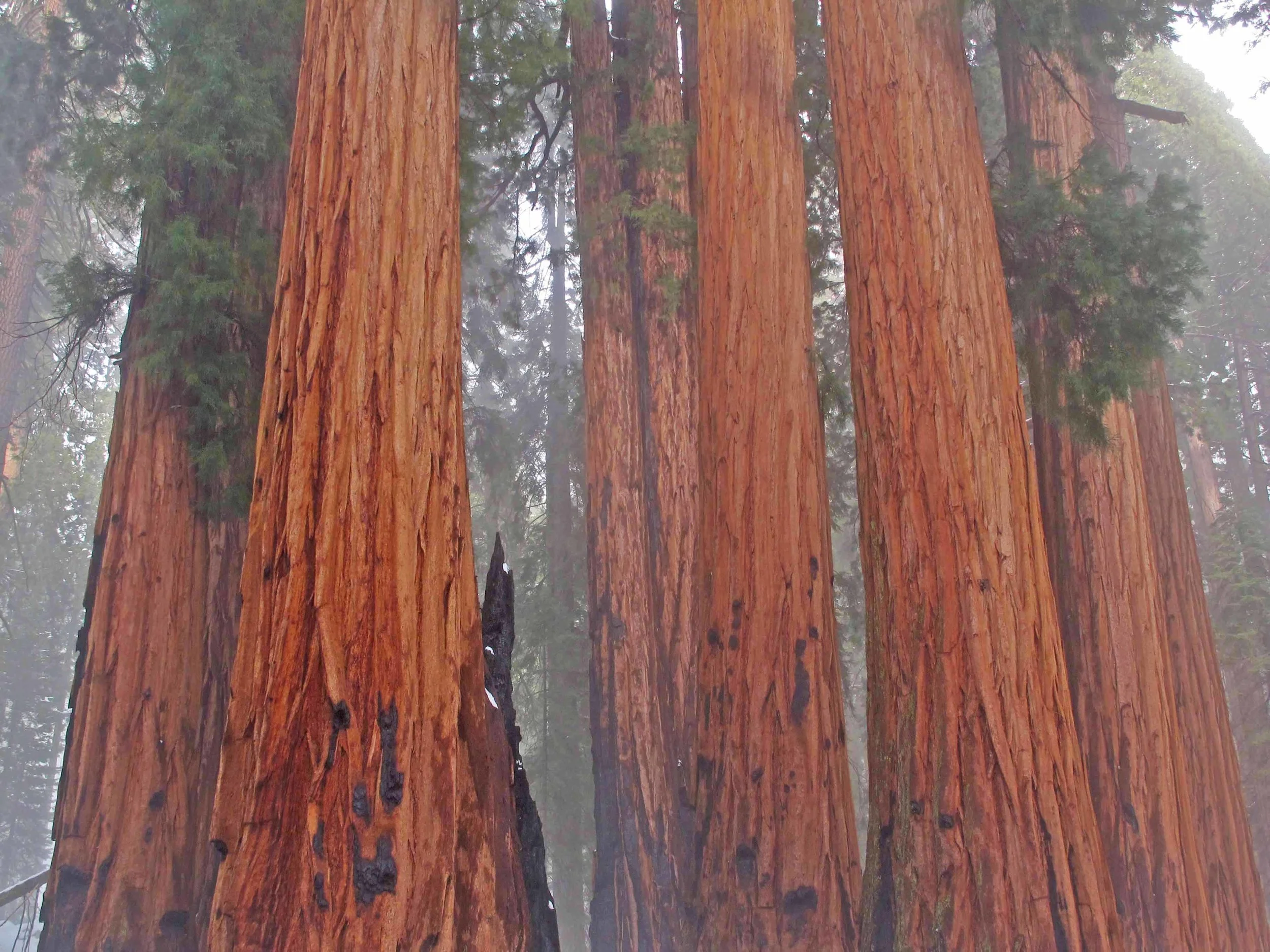 Giant Forest_SEGI columns in clouds_Ambrose_low res.jpg