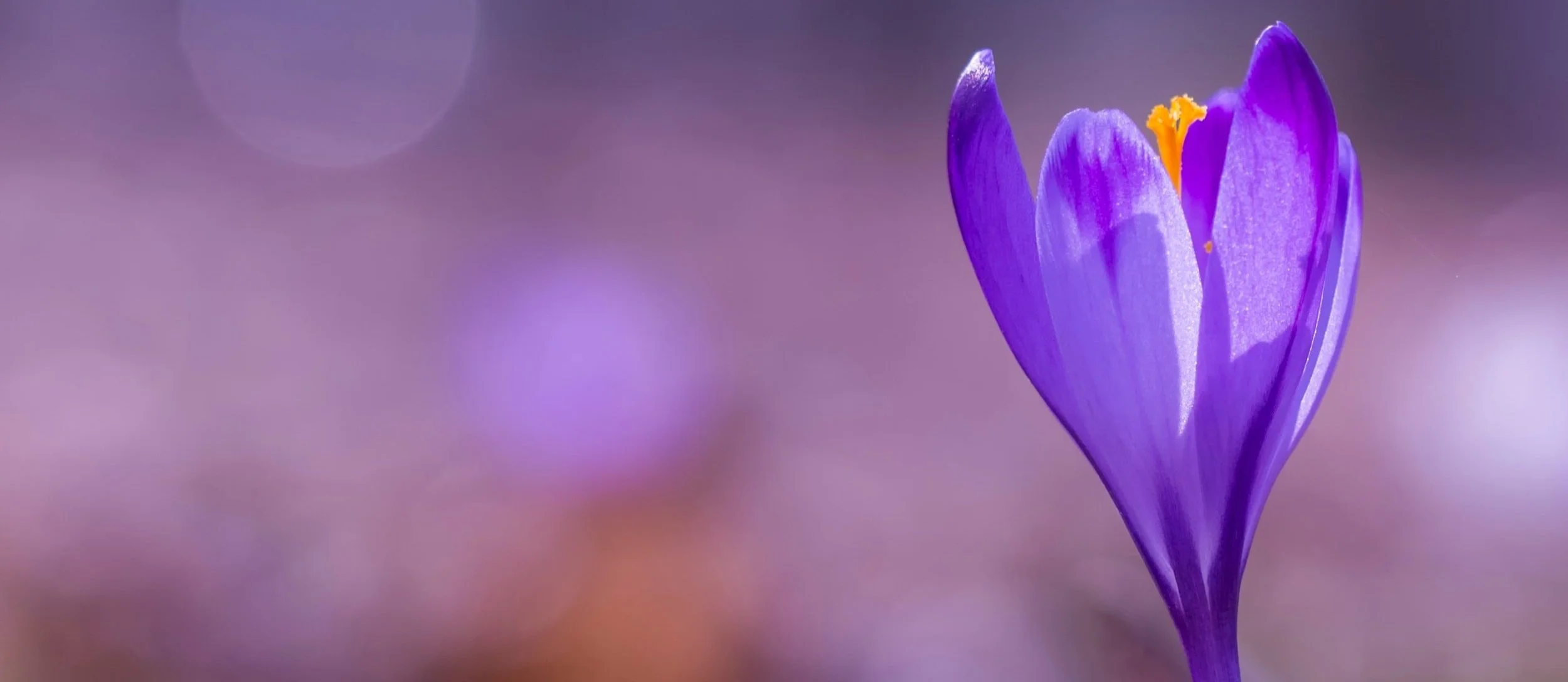 Crocus+2.jpg