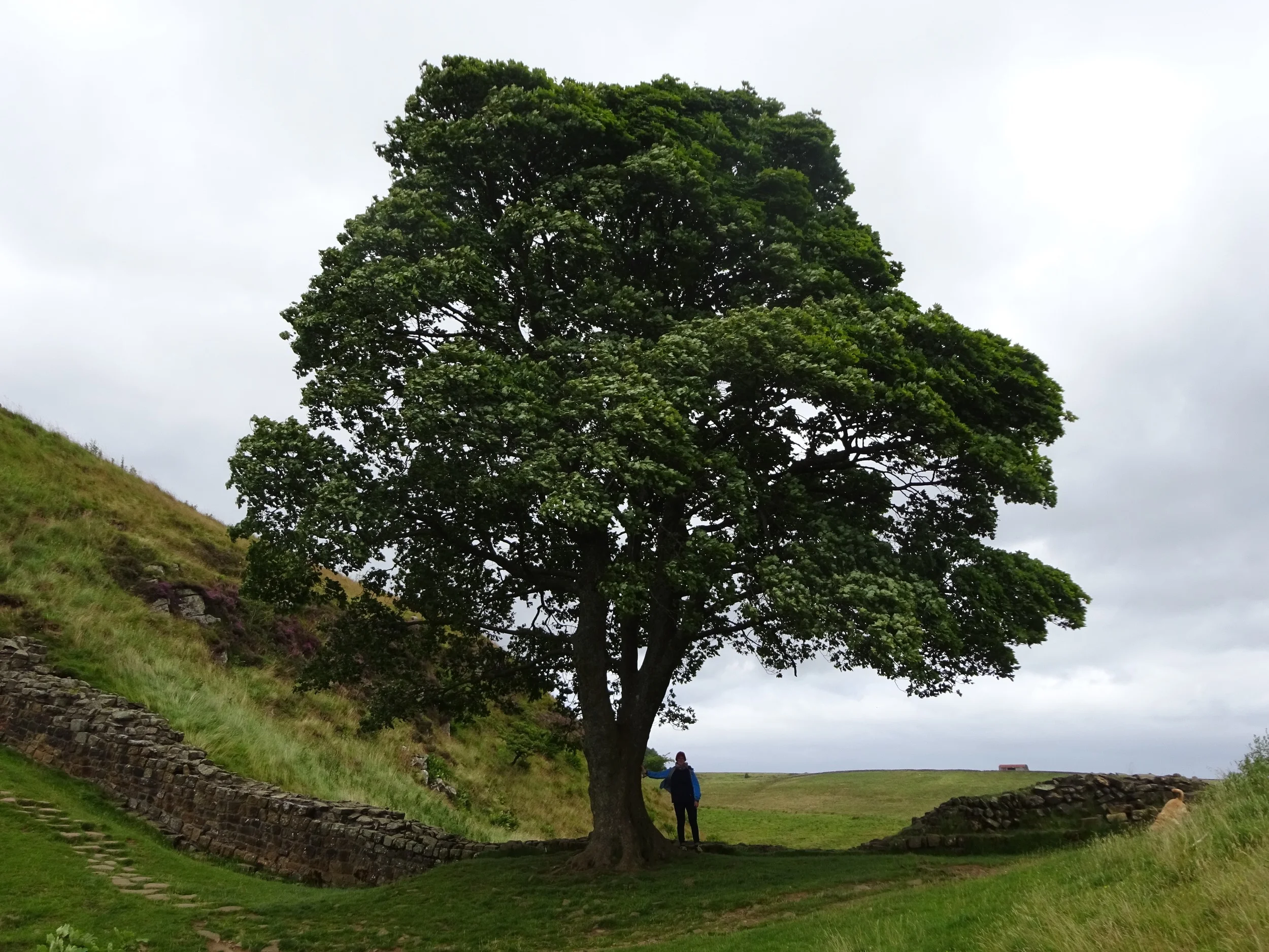 The tree from Robin Hood Prince of Thieves - if you are a film buff!