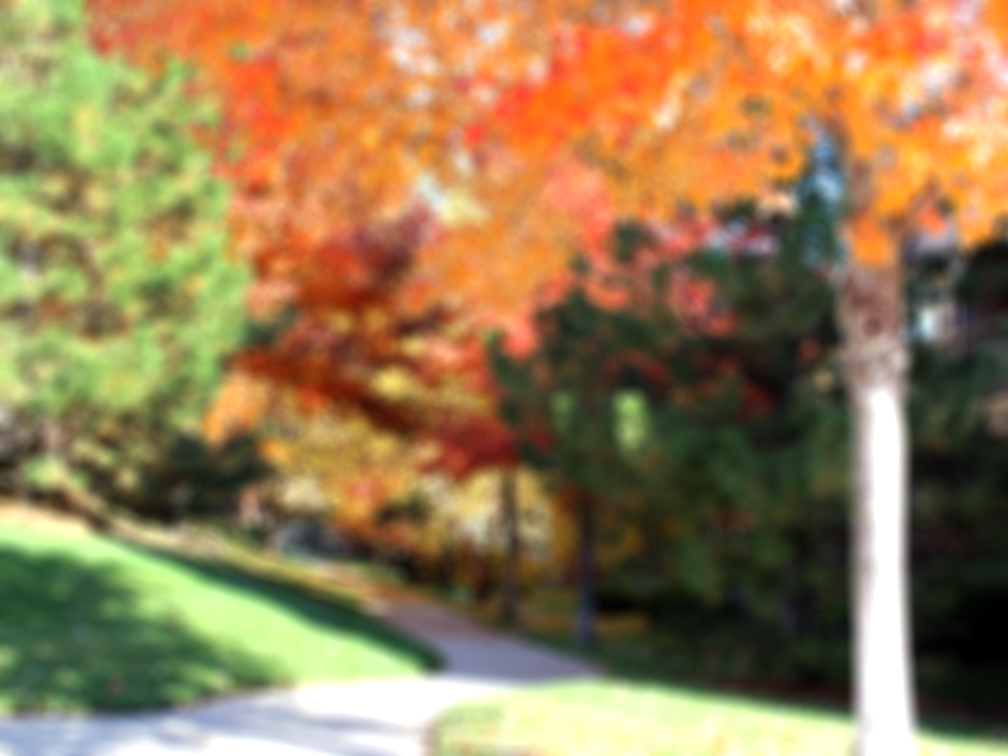Park6.jpg