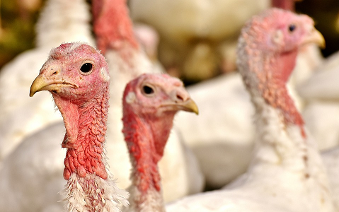 Turkey.png