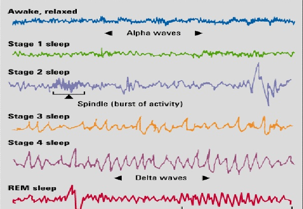 sleep stages.png