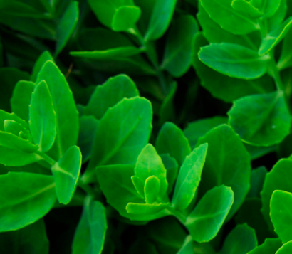 green plant.png