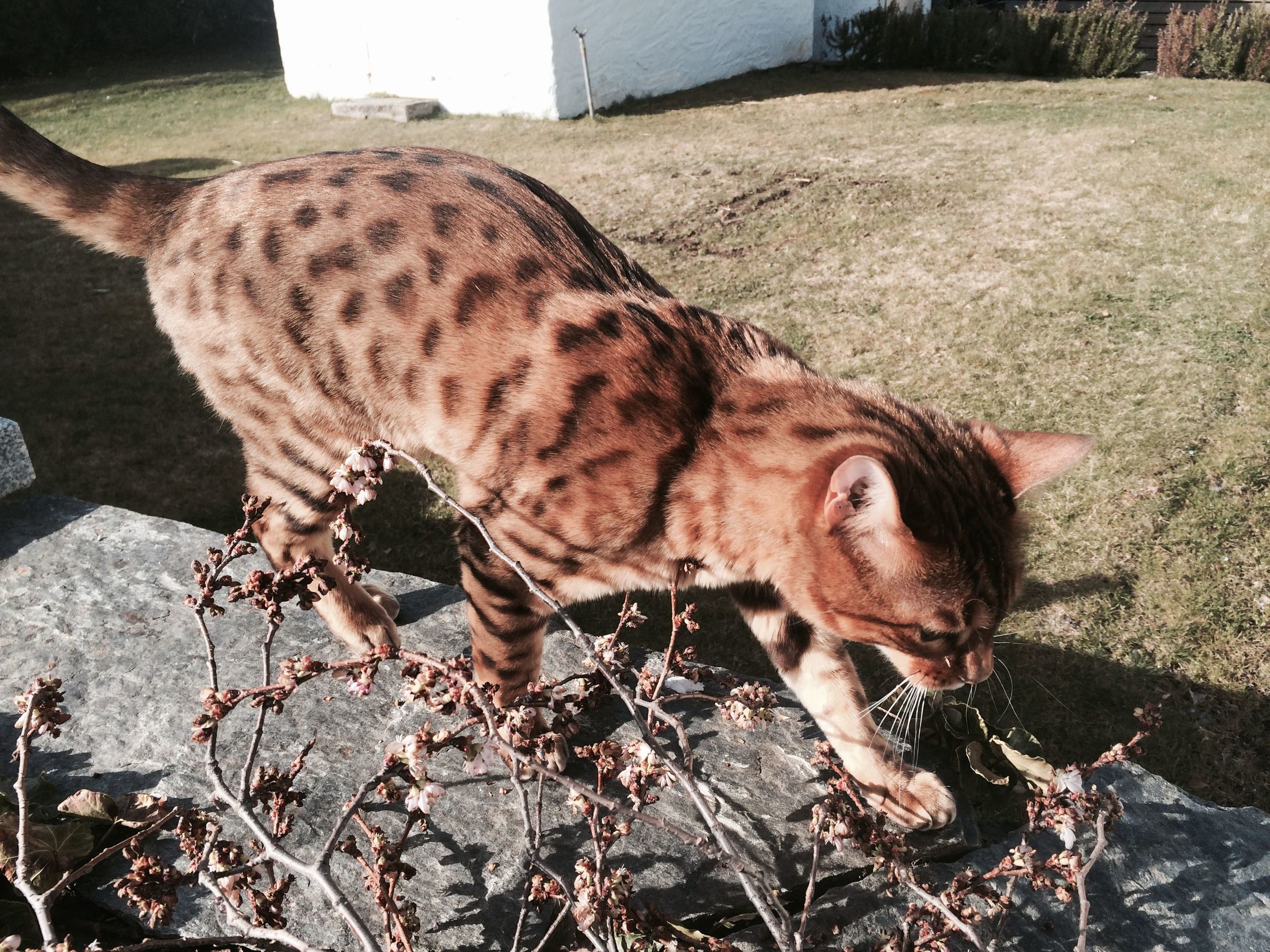 Tiger Stalking Sticks