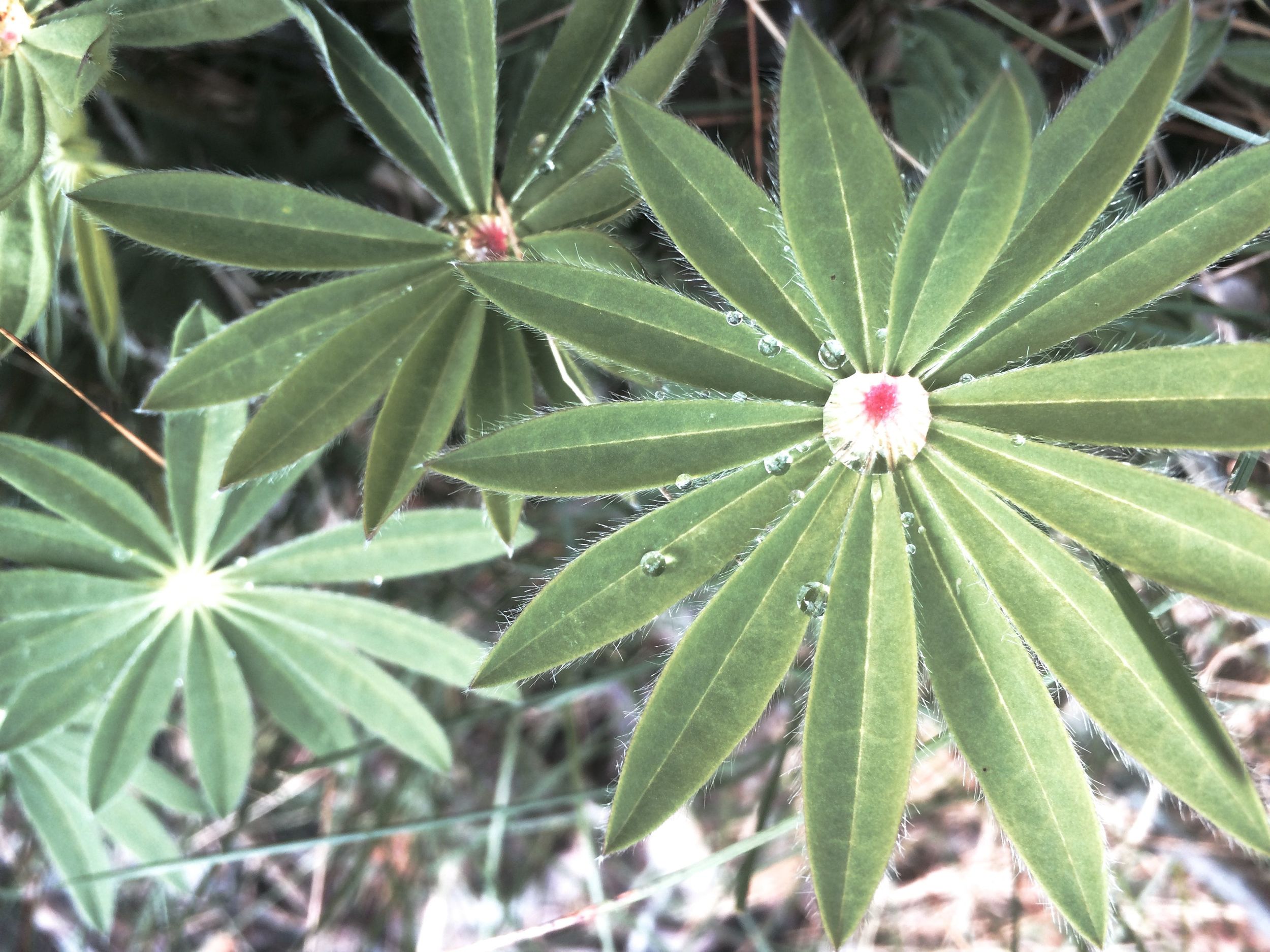 Lupine on our walking path.
