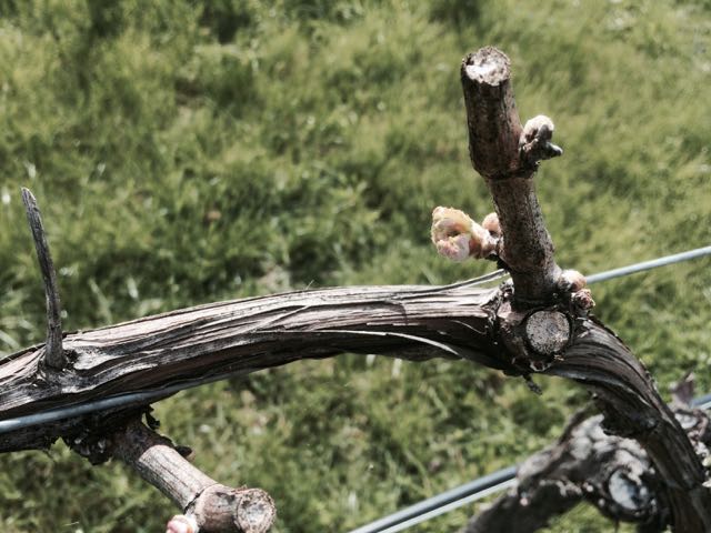 Pruning Spurs on the Old Grape Ranch
