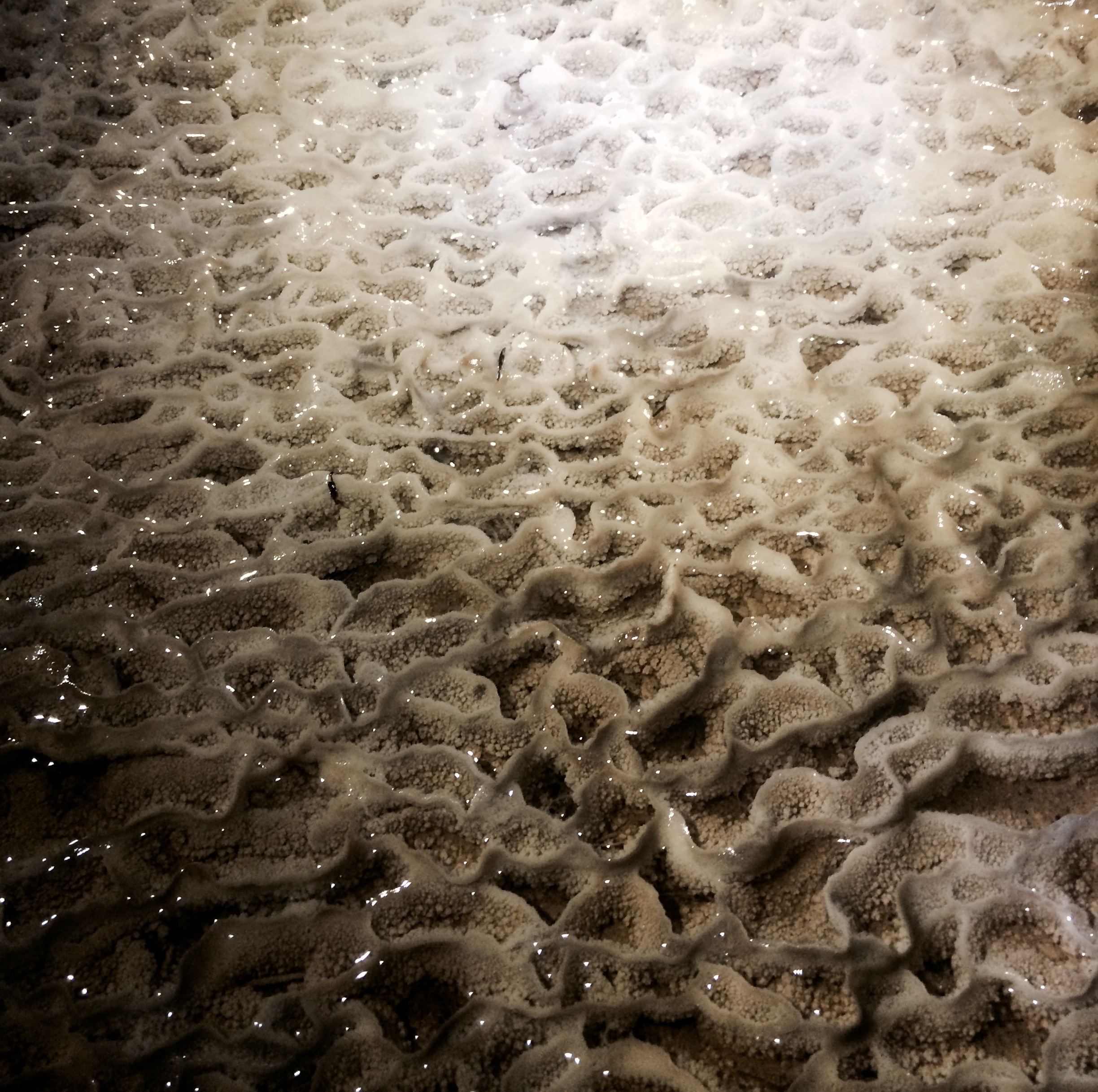 Cave formation, Waipu Cave, North Island, New Zealand