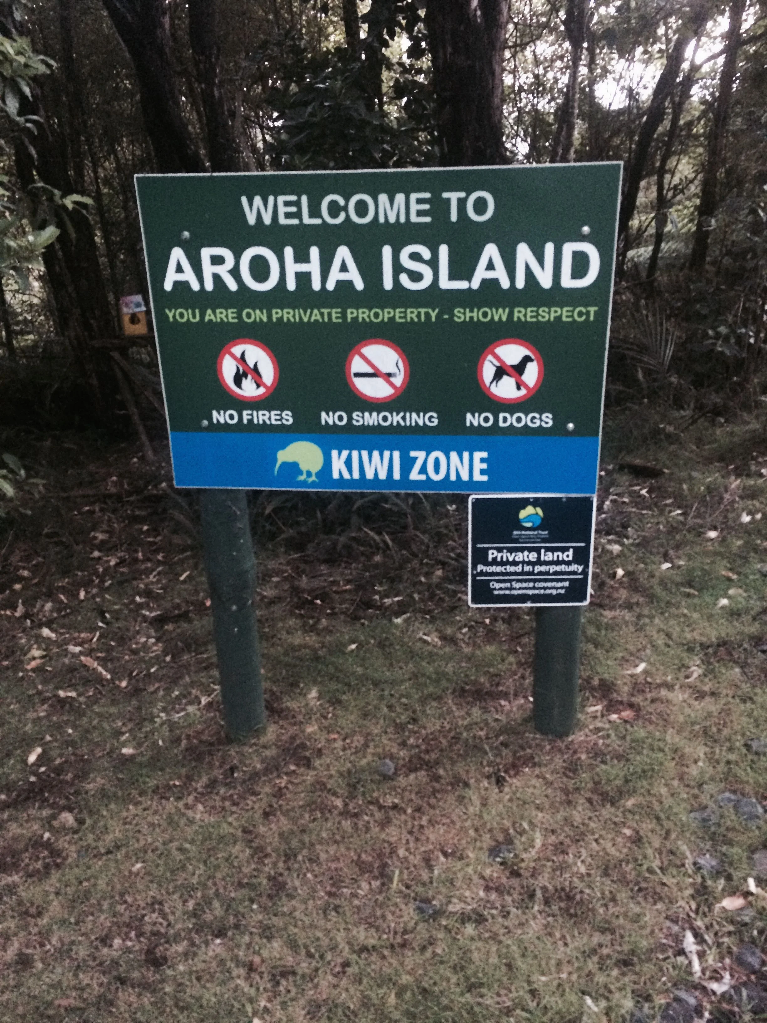 Kiwi 1.jpg