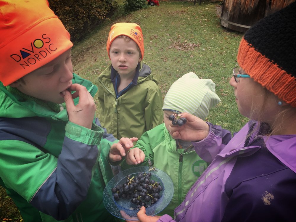  Schatzalpstrasse kids enjoying some grapes harvested from a vineyard in Malans. Pumpkins, squash, mushrooms, hunted game and Maroni! The fall harvest in Switzerland is D-licious.&nbsp; 