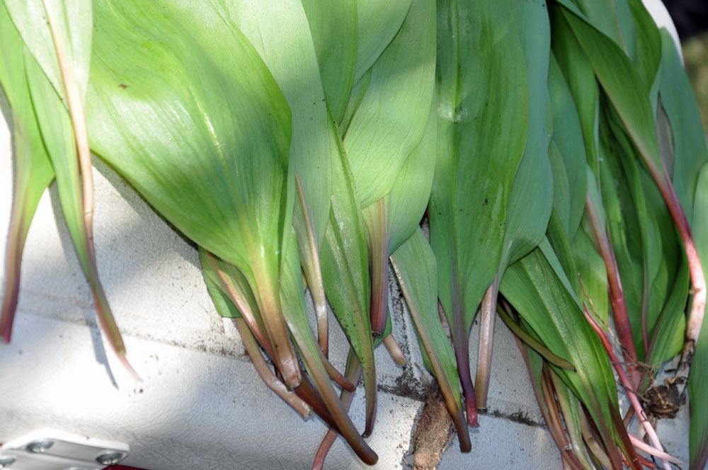 WILD RAMPS