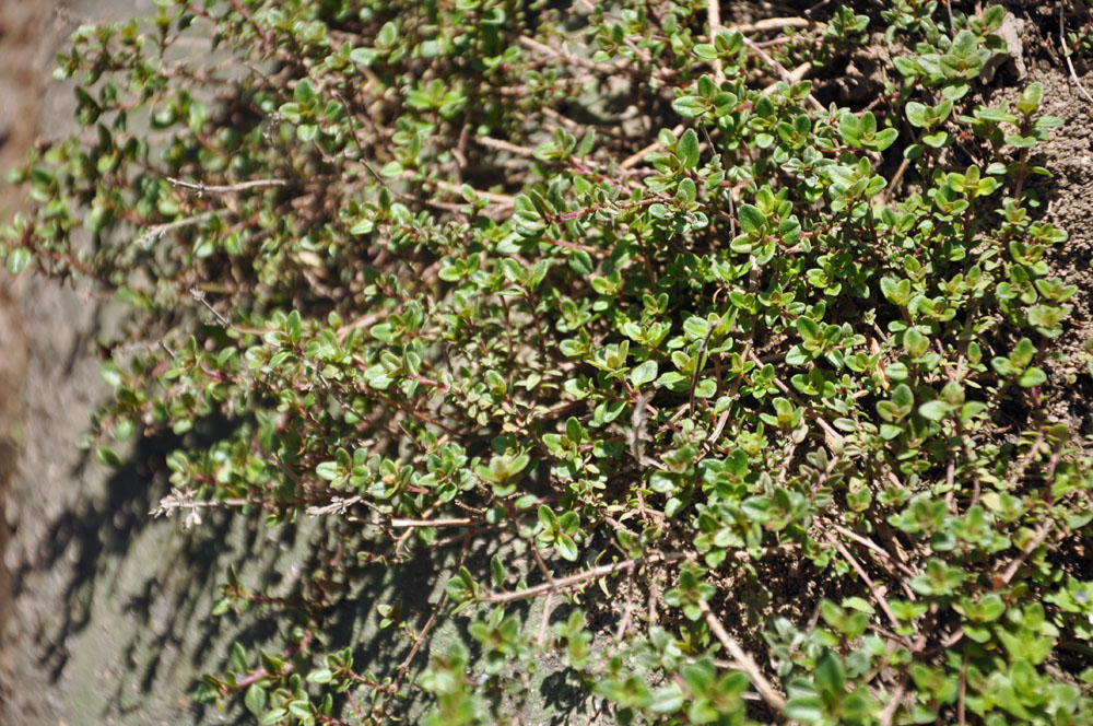 CREEPING THYME