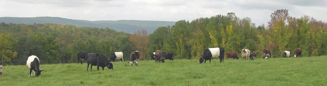cows stanton.jpg