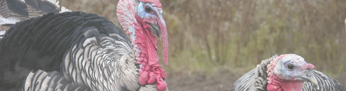 turkey header.jpg