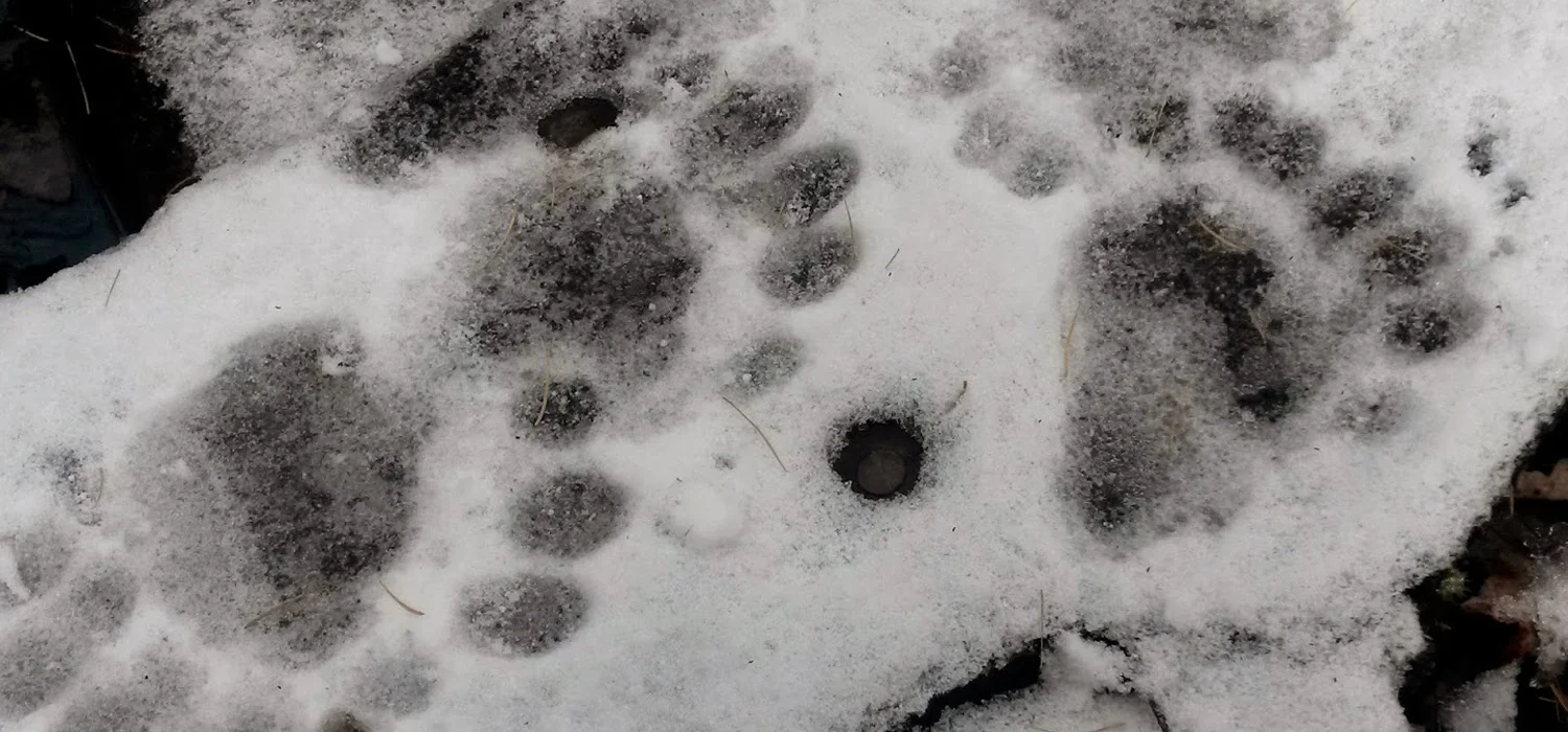 AT Snow115x700.jpg