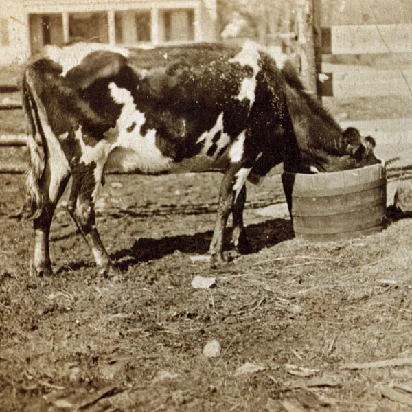 COW ON THE FARM around 1900
