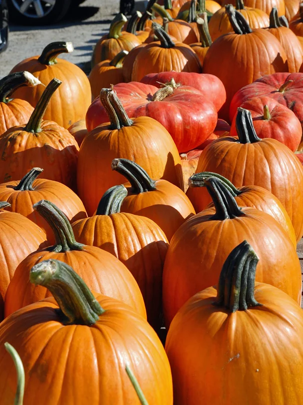 Pumpkins.jpg
